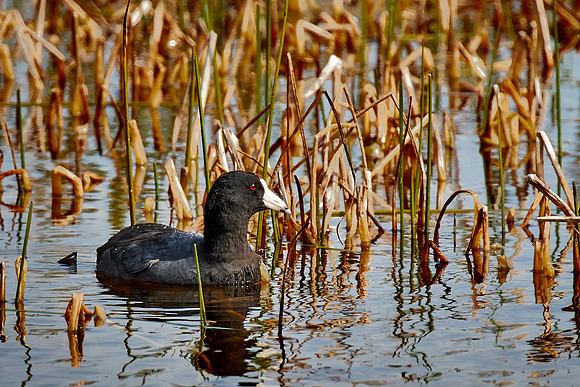 American coot, Viera Wetlands, Melbourne, FL