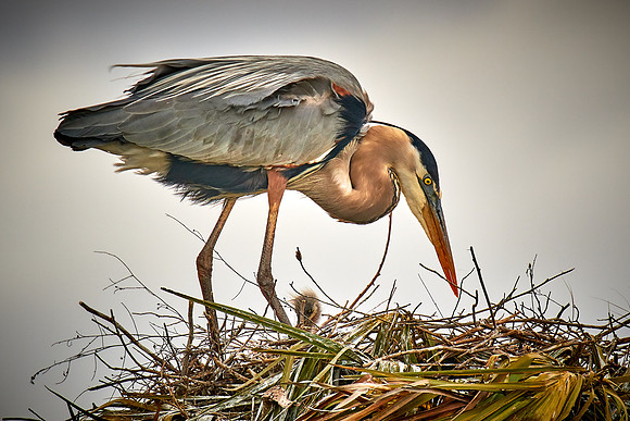 Great blue heron and chick (1 of 4), Viera Wetlands, Melbourne, FL