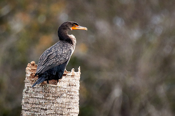 Double-crested cormorant, Viera Wetlands, Melbourne, FL