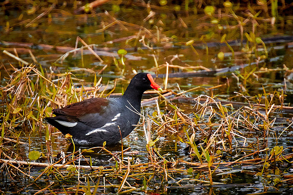 Common Gallinule, Viera Wetlands, Melbourne, FL