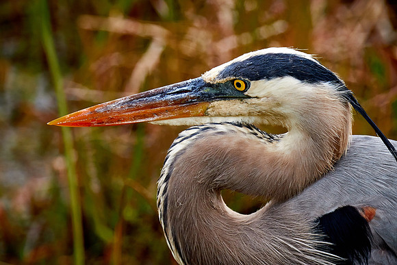 Great blue heron, Viera Wetlands, Melbourne, FL