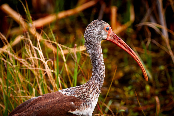 Limpkin, Viera Wetlands, Melbourne, FL