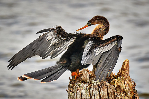 Anhinga, Viera Wetlands, Melbourne, FL