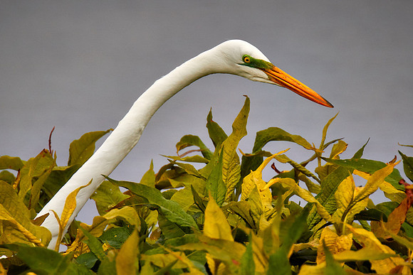 Great egret, Viera Wetlands, Melbourne, FL