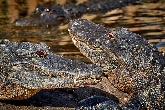 Alligators at the Alligator Farm, St. Augustine, FL