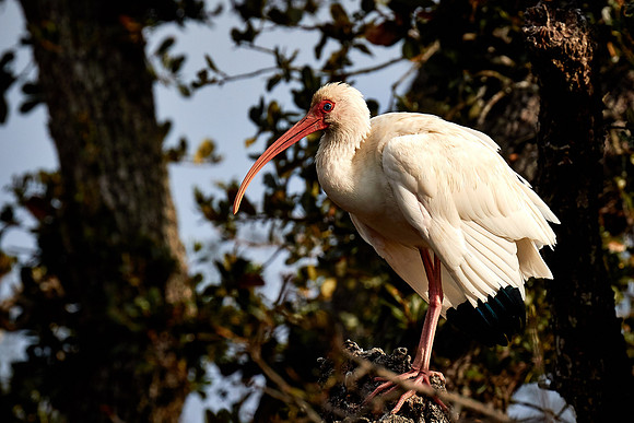 White ibis, Alligator Farm, St. Augustine, FL