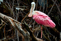 2018 Jan - Birds and Sunrises, FL