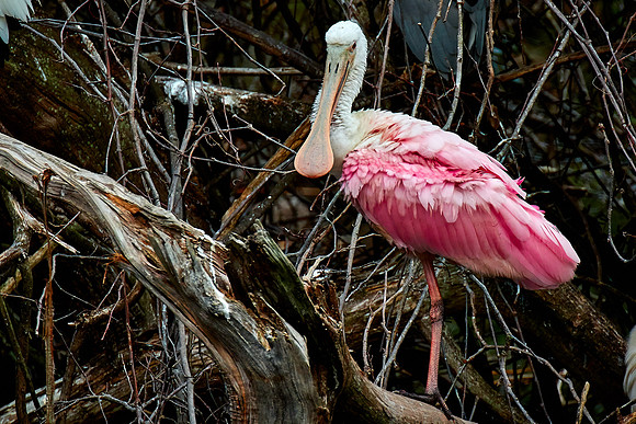 Roseate spoonbill, Alligator Farm, St. Augustine, FL