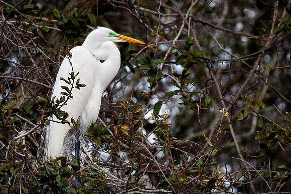 Great egret, Alligator Farm, St. Augustine, FL