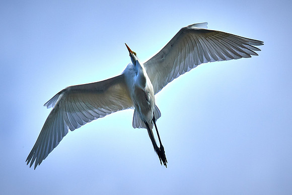 Great egret, Alligator Farm, St. Augustine, FL
