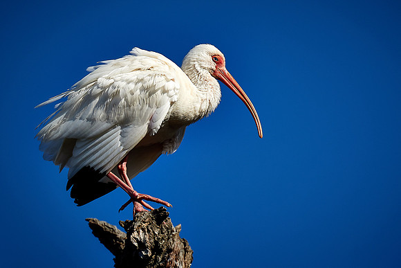 White ibis, Alligator Farm, St. Augustine, FL