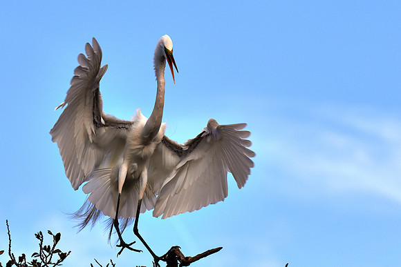 Great egret, Alligator Farm, St. Augustine, FL