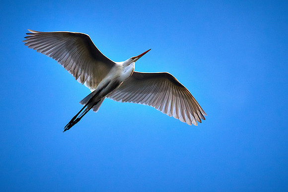 Great egret, Alligator Farm, St. Augustine, FL