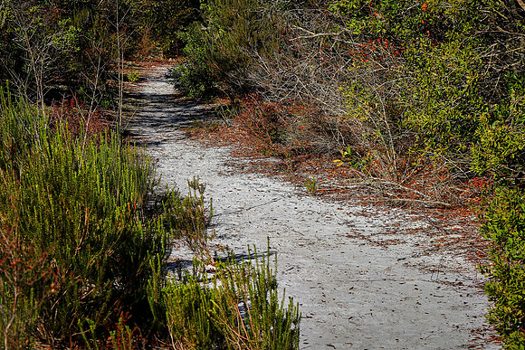 Lyonia Preserve, Deltona, FL