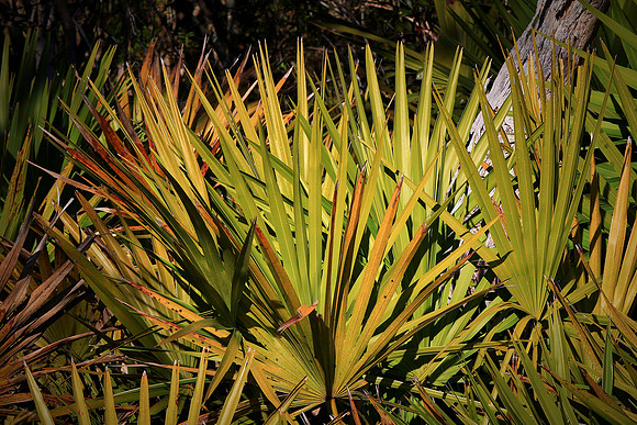 Lyonia Preserve, Deltona, FL