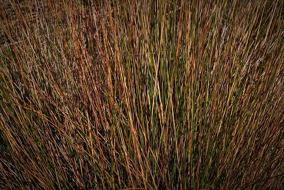 Lyonia Preserve, Deltona, FL