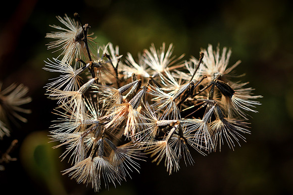 Lyonia Preserve, Deltona, FL