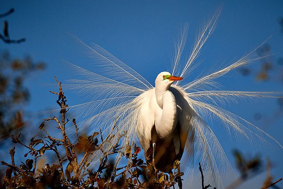 Great egret, Alligator Farm, St. Augustine, FL