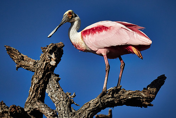 Roseate spoonbill, Alligator Farm, St. Augustine, FL