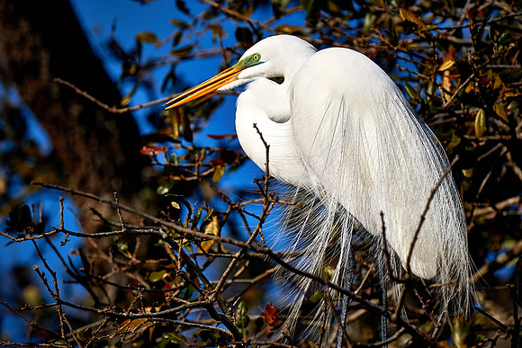 Great egret, Alligator Farm, St. Augustine, FL