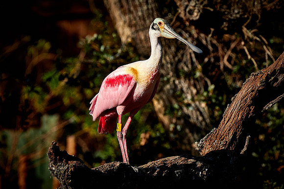 Roseate spoonbill, Alligator Farm, St. Augustine, FL