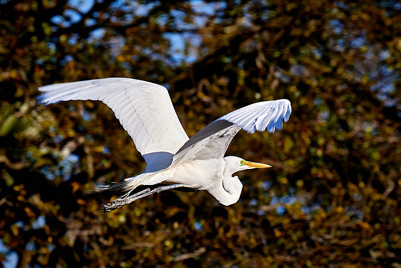 Great egret, Alligator Farm, St. Augustine, FL