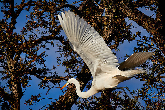 Great egret, Alligator Farm, St. Augustine, FL