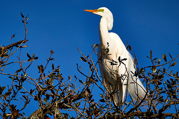 Great egret, Alligator Farm, St. Augustine, FL