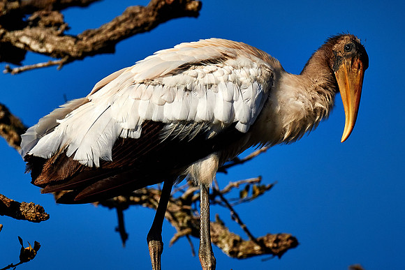 Wood stork, Alligator Farm, St. Augustine, FL