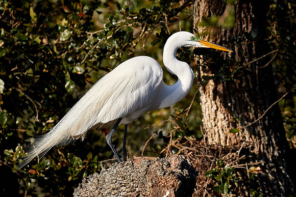 Great egret, Alligator Farm, St. Augustine, FL