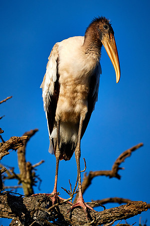 Wood stork, Alligator Farm, St. Augustine, FL