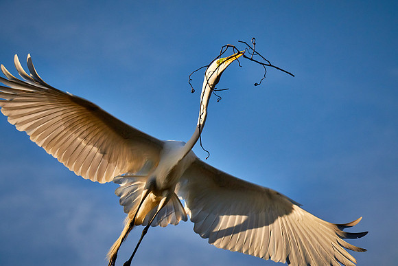 Great egret, Alligator Farm, St. Augustine, FL