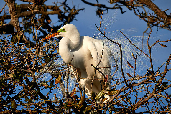 Great egret, Alligator Farm, St. Augustine, FL
