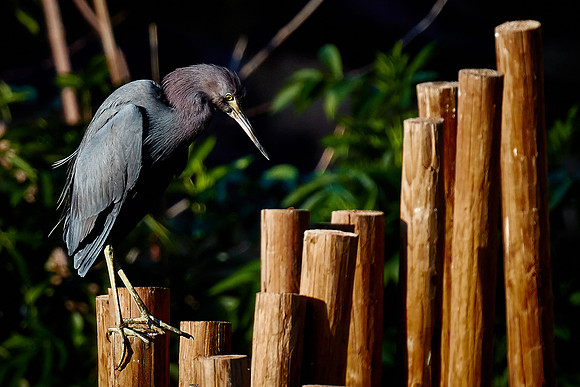 Little blue heron, Alligator Farm, St. Augustine, FL