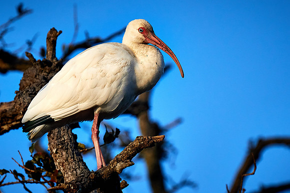 White ibis, Alligator Farm, St. Augustine, FL
