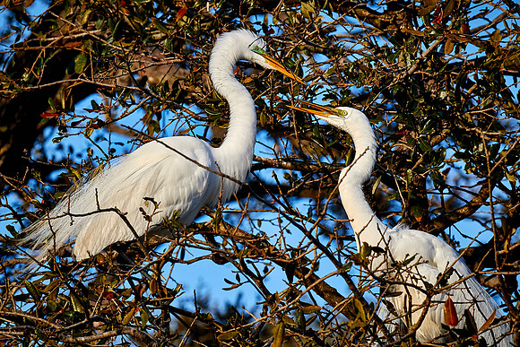 Great egret, Alligator Farm, St. Augustine, FL
