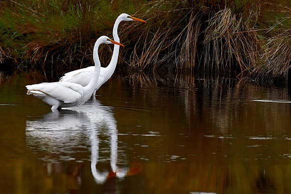 Great egret, Bulow Creek, Ormond Beach, FL