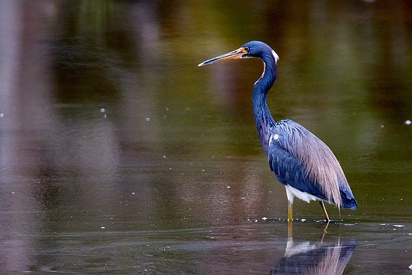 Tricolored heron, Bulow Creek, Ormond Beach, FL
