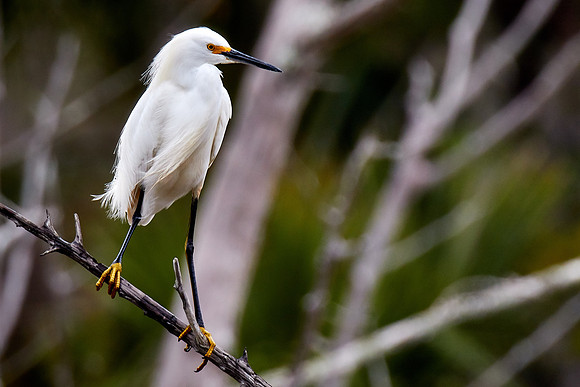 Snowy egret, Bulow Creek, Ormond Beach, FL