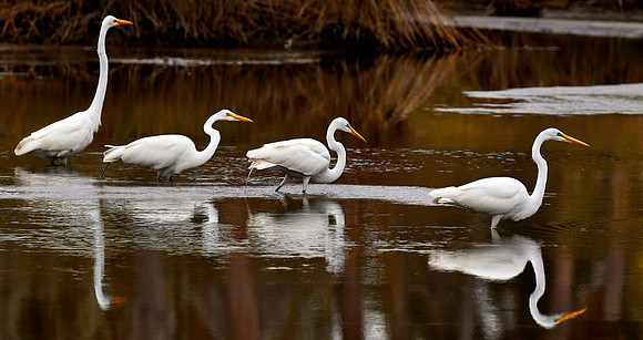 Great egrets on the hunt, Bulow Creek, Ormond Beach, FL