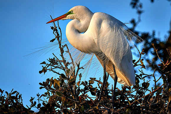 Great egret, Alligator Farm, St. Augustine, FL