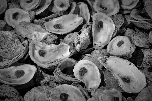 Spent oyster shells, Ponce Inlet, FL