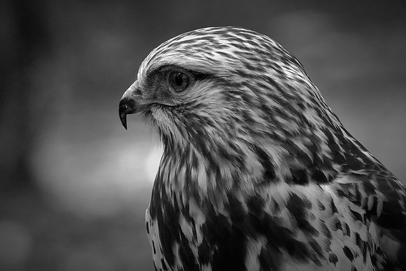 Raptor Center, Huntersville, North Carolina