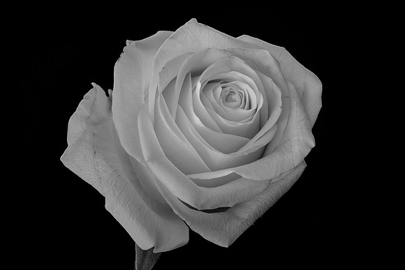 Lone White Rose