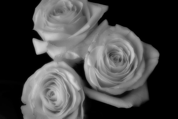 Three White Roses