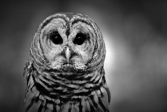 Raptor Center, Huntersville, North Carolina