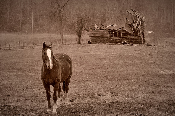 Barns and Houses of Madison County, NC (in a snowstorm)