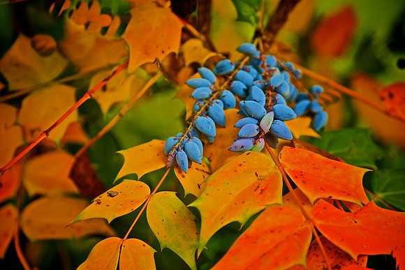 Mahonia Aquifolium, Main Street, Davidson