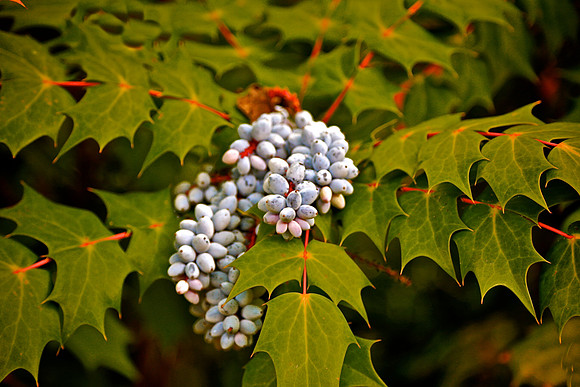 Mahonia Aquifolium, Main Street, Davidson