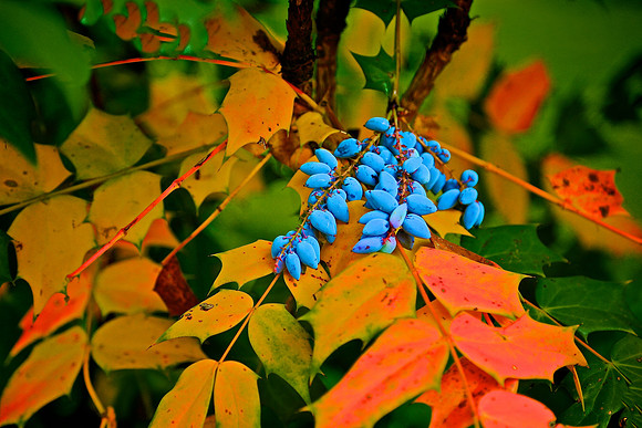 Mahonia Aquifolium, Main Street, Davidson